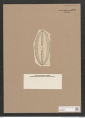 Navicula sp. (de-Toni-Nr.: Genus 1) Zeichnungen Sammlung Grunow Nr. 1333 (NHMW-BOT-W0368263)